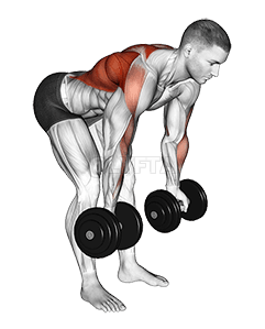 Dumbbell Bent Over Reverse Row demonstration