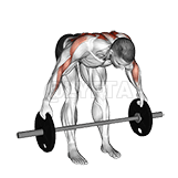 Barbell Bent Over Wide Row Plus demonstration
