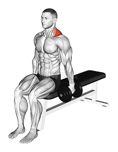 Dumbbell Seated Gittleson Shrug demonstration