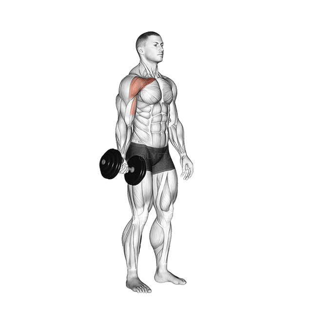 Dumbbell One Arm Low Fly demonstration