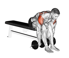 Dumbbell Seated Bent Over Rear Delt Row demonstration