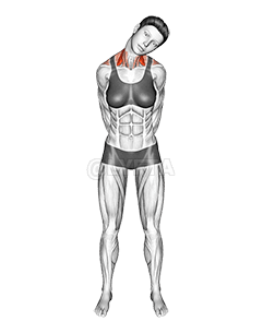 Neck Side Stretch demonstration