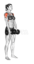 Dumbbell Alternate Front Raise demonstration