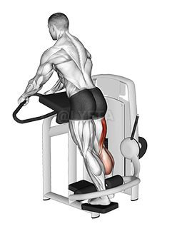 The Standing Leg Curl – What It Is, How To Do It, Why you Need it - Biology  of Exercise