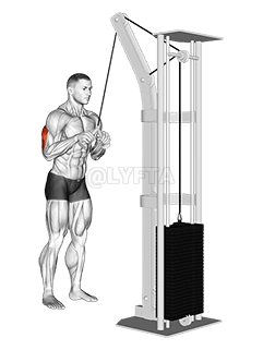 Cable Triceps Pushdown demonstration