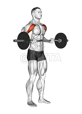 Thumbnail for the video of exercise: EZ-bar Drag Bicep Curl
