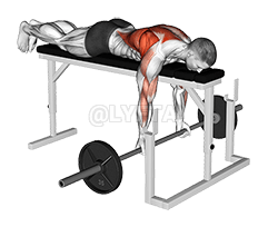Thumbnail for the video of exercise: Barbell Lying Close-Grip Underhand Row on Rack