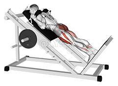 Sled Reverse Hack Squat demonstration