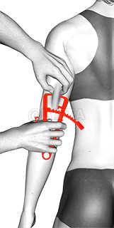 قياس نسبة الدهون في الجسم demonstration