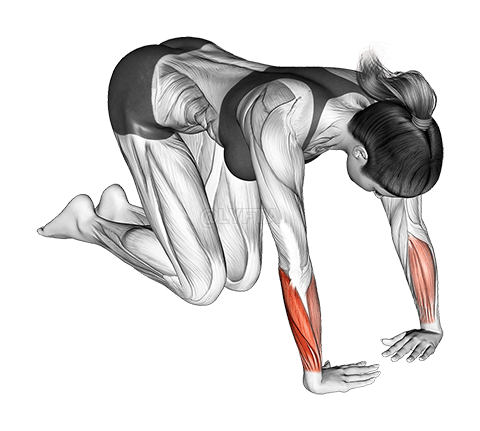 Ulnar Deviator og Flexor Stretch demonstration