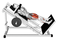 Sled Full Hack Squat demonstration