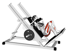 Sled Full Hack Squat demonstration