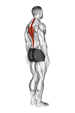 Spine demonstration