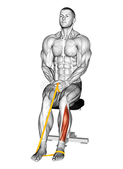 Эспандер для подошвенного сгибания стопы demonstration