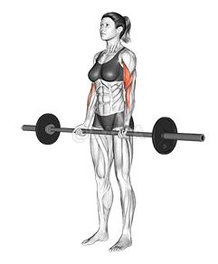 Barbell Curl demonstration