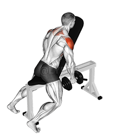 الدمبل الصدري يدعم الارتفاعات الجانبية demonstration