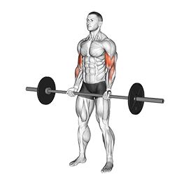Barbell Curl