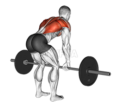 Barbell Bent Over Row demonstration