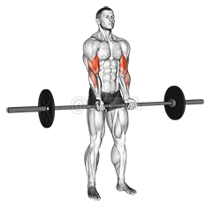 Barbell Standing Close Grip Curl demonstration