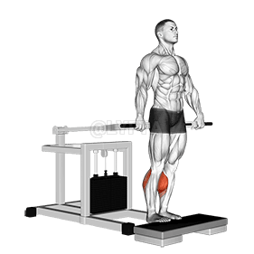 Lever Calf Raise demonstration