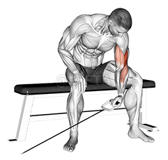 Thumbnail for the video of exercise: Cable Seated One Arm Concentration Curl