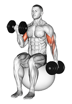 Thumbnail for the video of exercise: Dumbbell Alternating Seated Bicep Curl on Exercise Ball