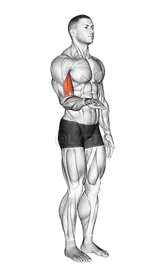 Forearm - Supination - Articulations demonstration