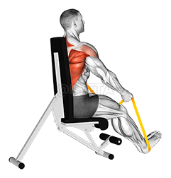 Thumbnail for the video of exercise: Resistance Band Seated Straight Back Row