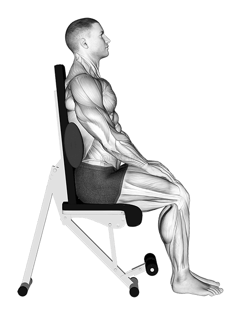 Thumbnail for the video of exercise: Static Position Seated Back with Pad