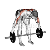 Barbell Bent Over Wide Row Plus demonstration