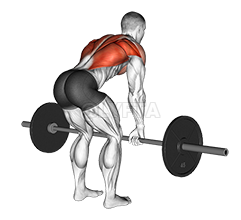 Image of Bent Over Row