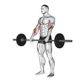 Barbell Reverse Curl - Video Guide | Lyfta