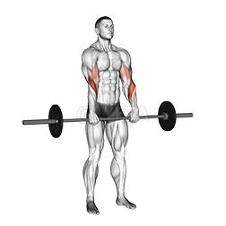 Image of Standing Reverse Grip Curl