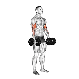 Image of Biceps Curl