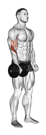 Image of Dumbbell Standing One Arm Reverse Curl