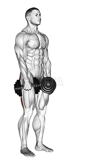 Image of Dumbbell Stiff Leg Deadlift