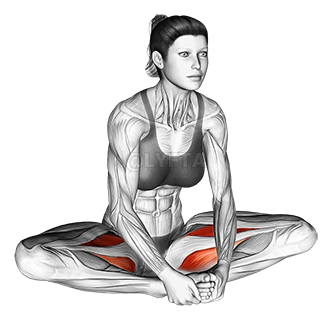 Image of Seated Groin Stretch