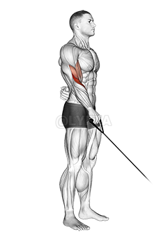 Image of Cable Reverse One Arm Curl