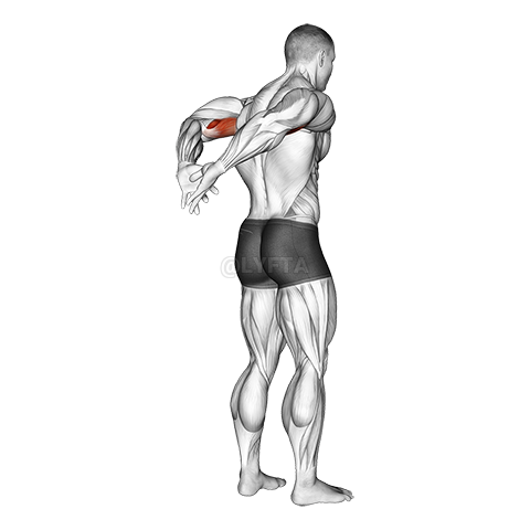 Image of Biceps Stretch Behind The Back