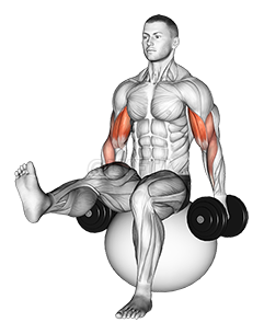 Dumbbell Bicep Curl on Exercise Ball with Leg Raised - Video Guide