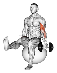 Image of Gantera așezată cu un braț, curl biceps pe minge de exercițiu, cu piciorul ridicat