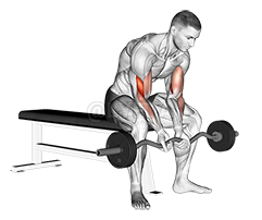 EZ Bar Seated Close Grip Concentration Curl - Video Guide | Lyfta