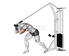 Cable Rope High Pulley Overhead Tricep Extension - Video Guide | Lyfta