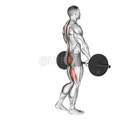 Image of Barbell Single Leg Deadlift