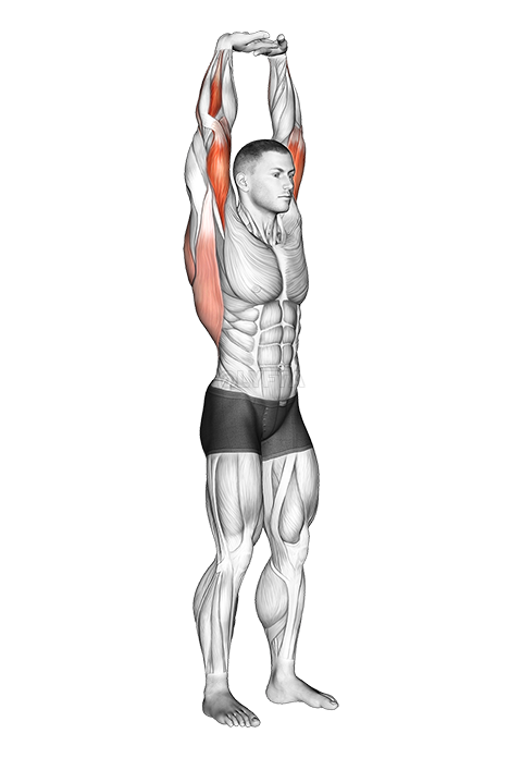 Extension Of Arms In Vertical Stretch - Video Guide | Lyfta