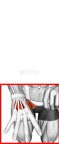 Image of Separare Finger Stretch