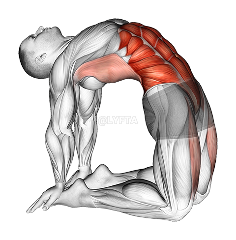 Image of Hip Extension On Knees