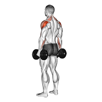 Dumbbell Rear Delt Raise - Video Guide | Lyfta