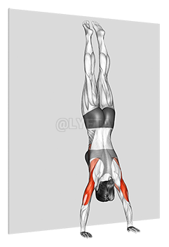 The Freestanding Handstand Push-Up 