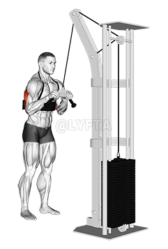 Image of Cable Triceps Pushdown 